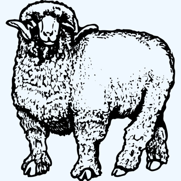 SHEEP001 Thumbnail