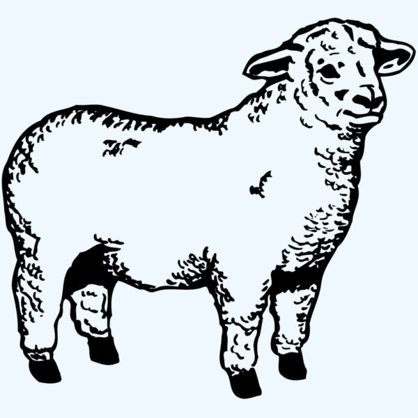 SHEEP003 Thumbnail