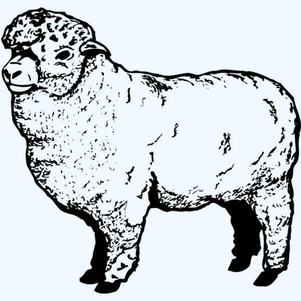 SHEEP004 Thumbnail