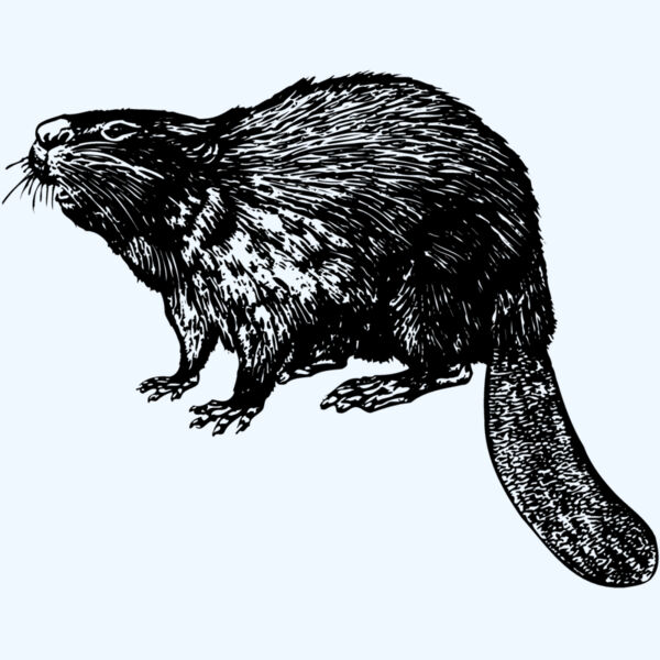 BEAVER02 Thumbnail