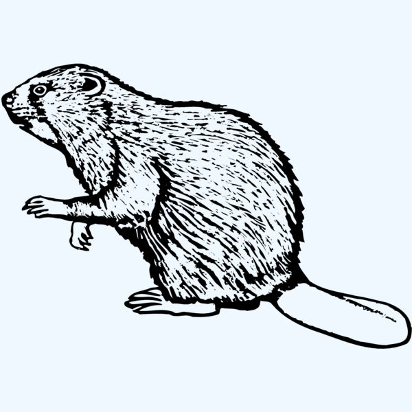 BEAVER03 Thumbnail