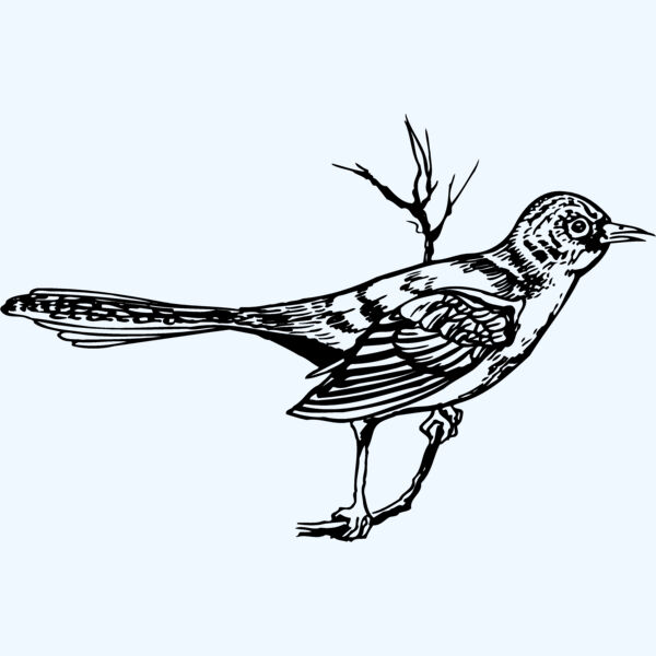 BIRD028 Thumbnail