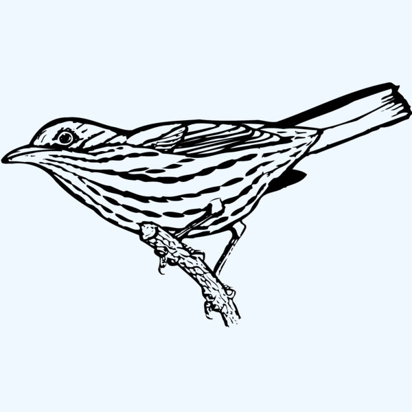 BIRD029 Thumbnail