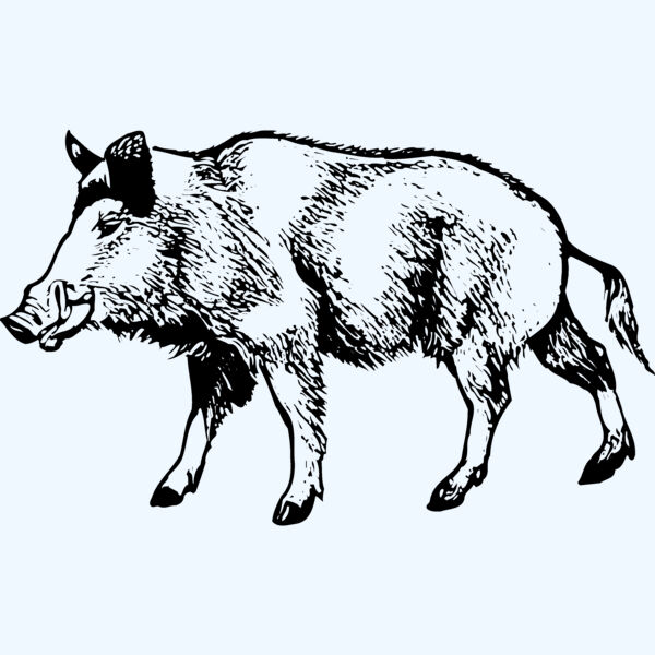 BOAR0001 Thumbnail