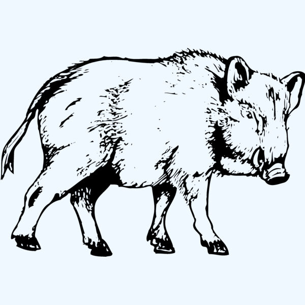 BOAR0003 Thumbnail