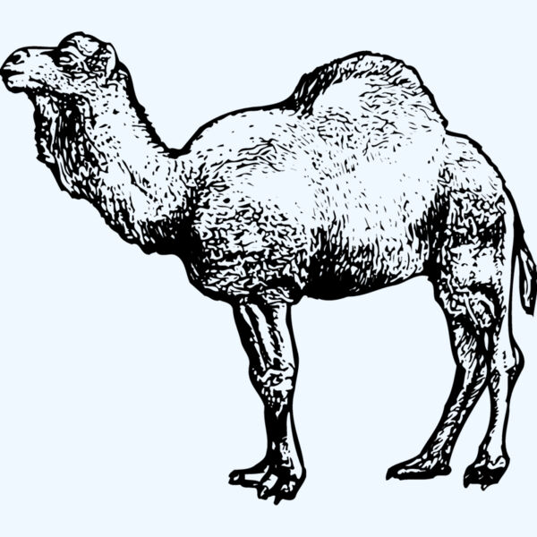 CAMEL001 Thumbnail