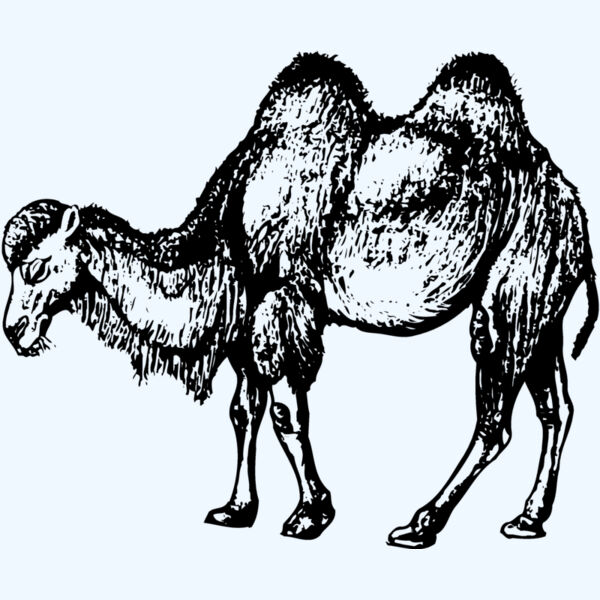 CAMEL002 Thumbnail