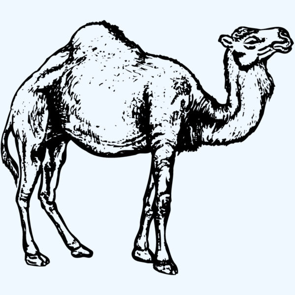 CAMEL004 Thumbnail