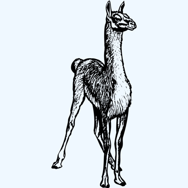 LLAMA001 Thumbnail