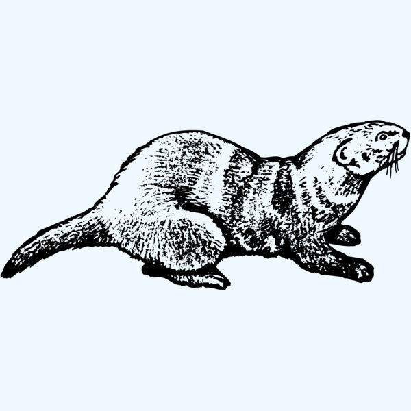 OTTER001 Thumbnail
