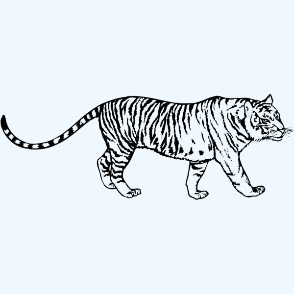 TIGER003 Thumbnail