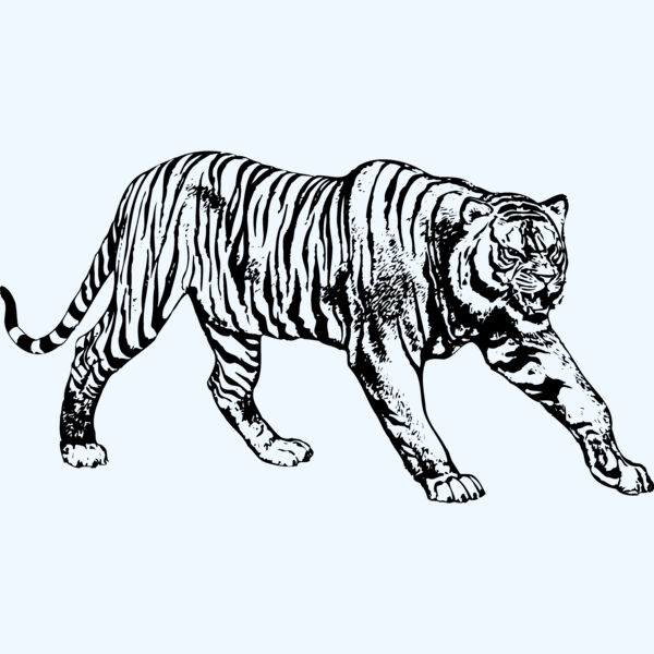 TIGER005 Thumbnail