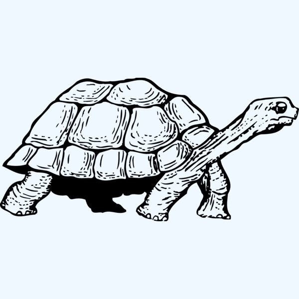 TURTLE01 Thumbnail