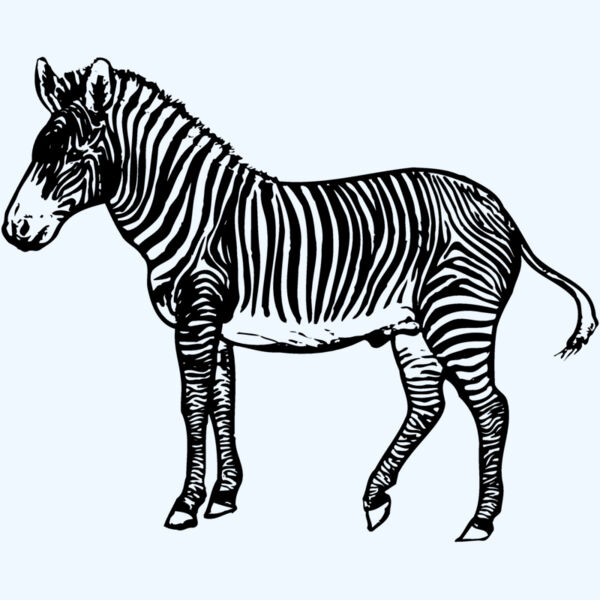 ZEBRA003 Thumbnail