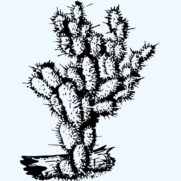 CACTUS09 Thumbnail